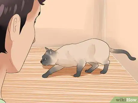 Image titled Tell if Your Cat Is in Heat Step 5