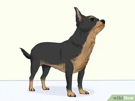 Image titled Identify a Chihuahua Step 6