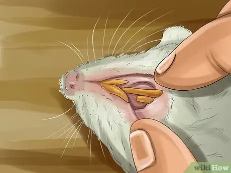 Image titled Keep Hamster Teeth Healthy Step 7
