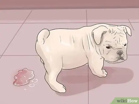 Image titled Take Care of an English Bulldog Puppy Step 8