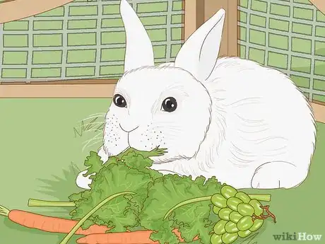 Image titled Care for Dwarf Rabbits Step 6