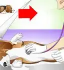 Cure a Dog's Stomach Ache