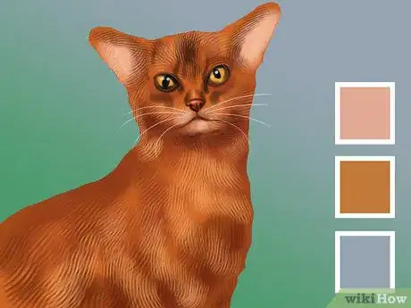 Image titled Identify an Abyssinian Cat Step 4