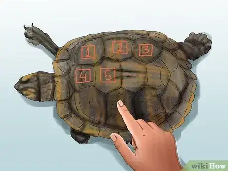 Image titled Tell a Turtle's Age Step 2