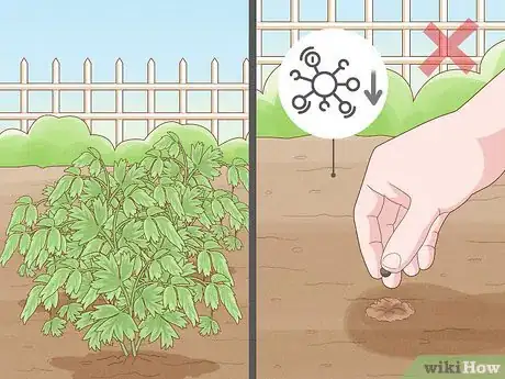 Image titled Plant Peonies Step 4