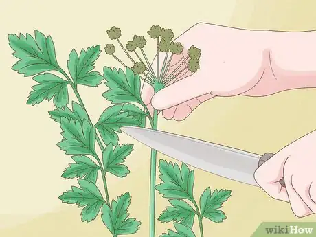 Image titled Harvest Parsley Step 12