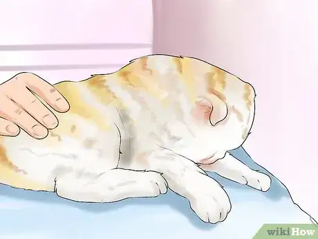 Image titled Give Subcutaneous Fluids to a Cat Step 8