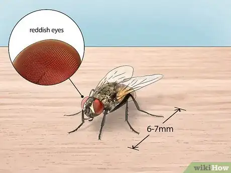 Image titled Identify Flying Insects Step 1
