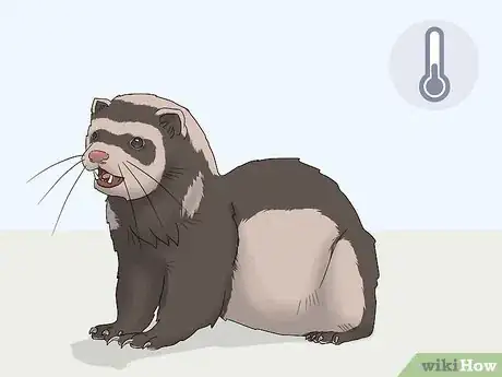 Image titled Train Your Ferret to Walk on a Leash Step 8