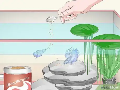 Image titled Care for a Crowntail Betta Fish Step 11