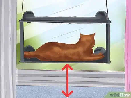 Image titled Identify an Abyssinian Cat Step 8