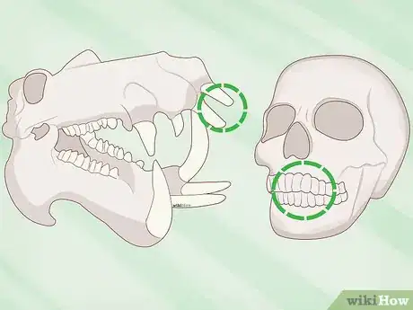 Image titled Identify Human Bones Step 5