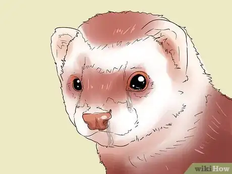 Image titled Spot Signs of Illness in a Ferret Step 10