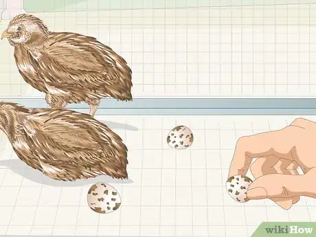 Image titled Know if Your Quail Is Sick Step 14
