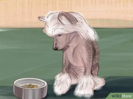 Image titled Care for Chinese Crested Dogs Step 6