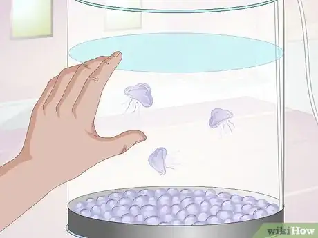 Image titled Start a Jellyfish Tank Step 14