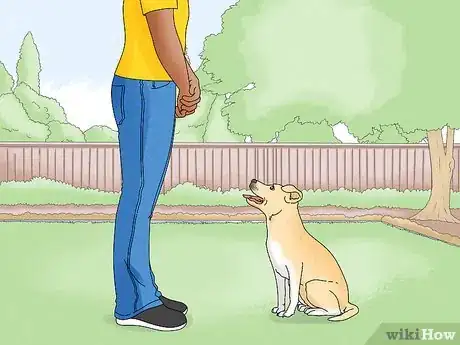 Image titled Identify a Potcake Dog Step 10