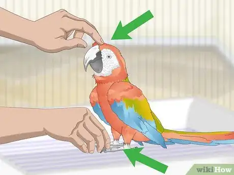 Image titled Bond with a Macaw Step 1