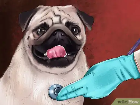 Image titled Care for a Pug Step 1