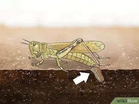 Image titled Determine the Sex of a Grasshopper Step 8