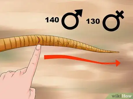 Image titled Sex a Corn Snake Step 14