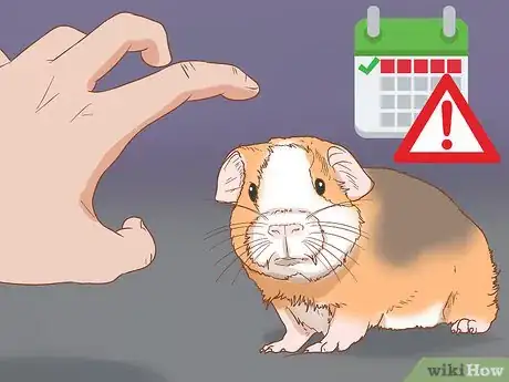 Image titled Help Your Guinea Pig Adjust to You Step 1