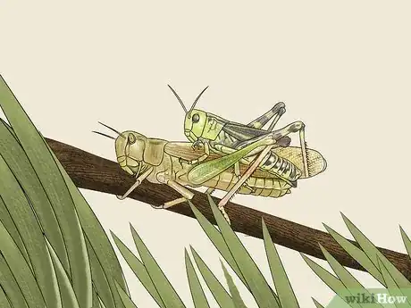 Image titled Determine the Sex of a Grasshopper Step 7