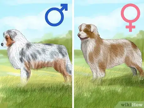 Image titled Identify an Australian Shepherd Step 1