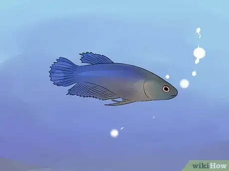Image titled Help a Betta Fish Live Longer Step 3