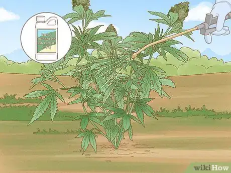 Image titled Grow Cannabis Outdoors Step 15