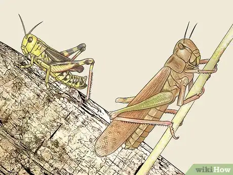Image titled Determine the Sex of a Grasshopper Step 5