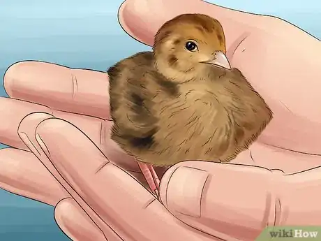 Image titled Tame a Baby Quail Step 6