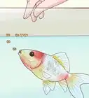 Prepare Fruits and Vegetables for Goldfish to Eat