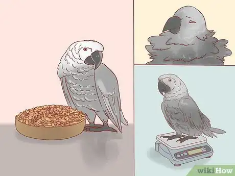 Image titled Treat Psittacosis in African Grey Parrots Step 1