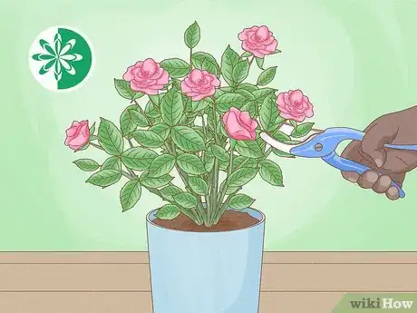 Image titled Prune a Mini Rose Bush Step 1