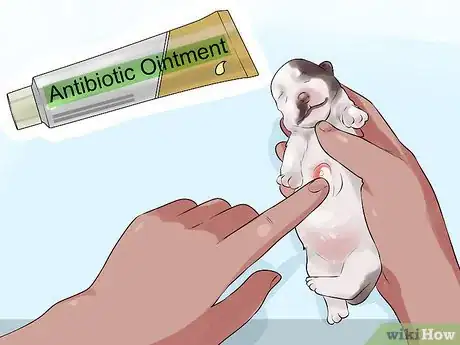 Image titled Deal with Abscesses on Newly Born Puppies Step 8