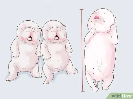 Image titled Treat Newborn Puppies with Edema (Water Puppies) Step 3