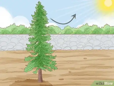 Image titled Know How Long It Takes for a Tree to Grow Step 4