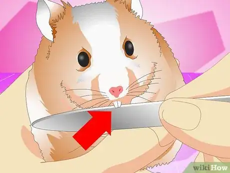 Image titled Make Your Hamster Live Longer Step 8