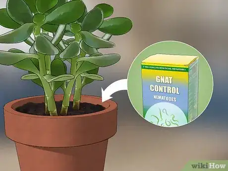 Image titled Get Rid of Gnats Step 12