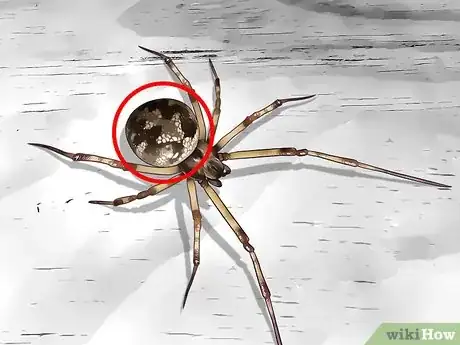 Image titled Identify a Cobweb Spider Step 2