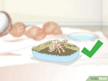 Image titled Decorate Your Hermit Crab's Tank Step 9
