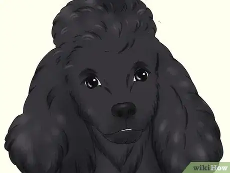 Image titled Identify a Poodle Step 2