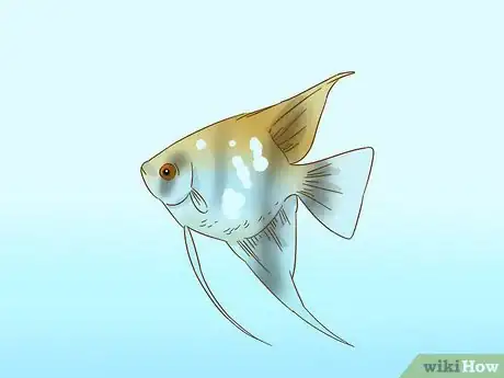 Image titled Care for an Angelfish Step 10
