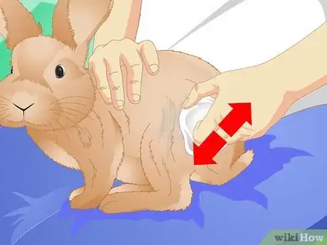 Image titled Clean Your Rabbit Without Bathing It Step 3