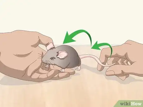 Image titled Pick Up a Pet Mouse Step 4