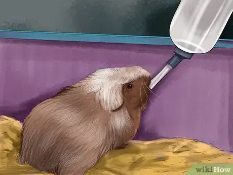 Image titled Get an Overweight Hamster to Lose Weight Step 10