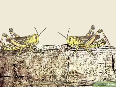 Image titled Determine the Sex of a Grasshopper Step 6