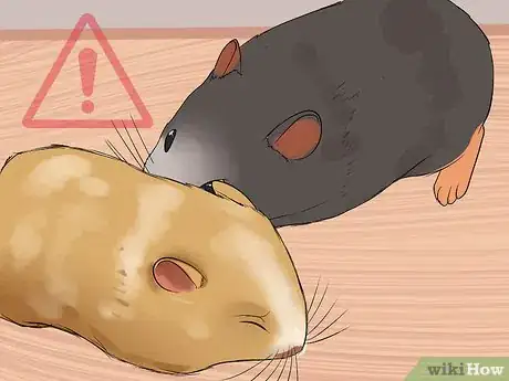 Image titled Stop a Guinea Pig from Shedding Step 11