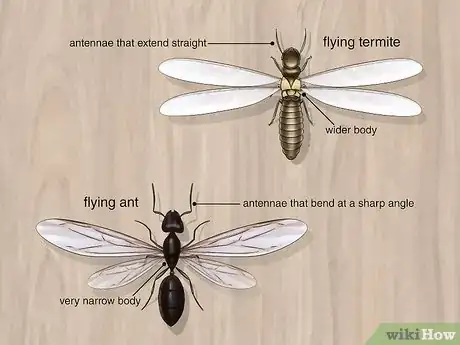 Image titled Kill Flying Termites Step 1